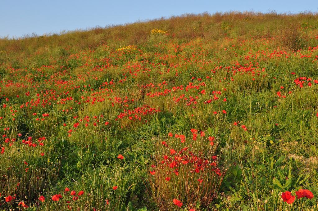Agriturismo Il Torrione Черталдо Екстериор снимка